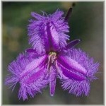 fringed-violet